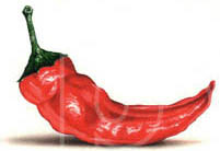 illustrations of hot peppers art